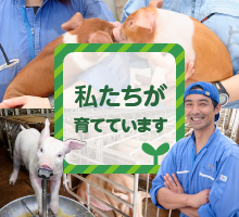 私たちが育てています 私たちが育てています